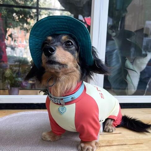 Dachshund Dog Cooling Summer Shirt, UPF50+ Four-Legged Sun Protection Clothes, Quick-Dry Summer Shirt for Dachshund and mini Dachshund (Small) in Kuwait