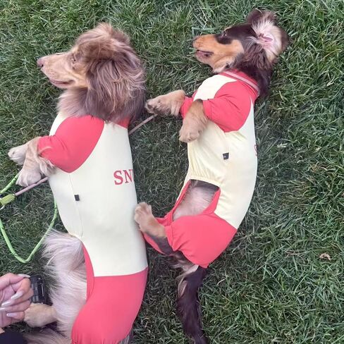 Dachshund Dog Cooling Summer Shirt, UPF50+ Four-Legged Sun Protection Clothes, Quick-Dry Summer Shirt for Dachshund and mini Dachshund (Small) in Kuwait