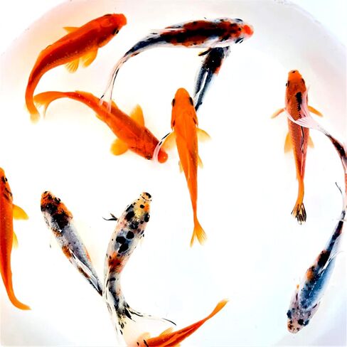 Toledo Goldfish Live Shubunkin و Comet Goldfish Combo ، الأسماك الحية مع مجموعة متنوعة من الألوان والأنماط - مثالية للبرك والخزانات وأحواض السمك - 3-4 بوصات ، 3 من كل ، 6 عدد إجمالي in Kuwait