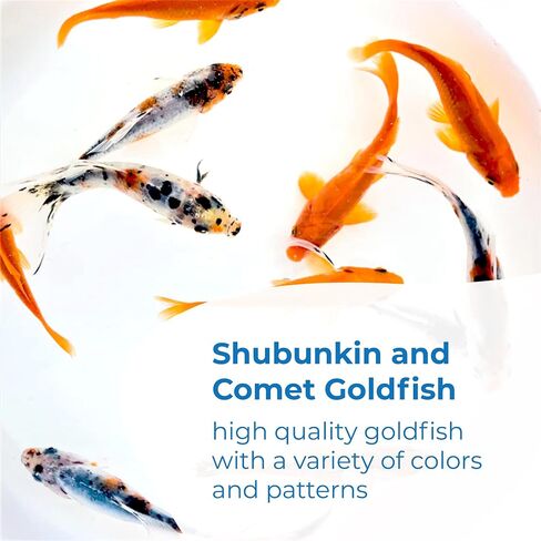 Toledo Goldfish Live Shubunkin و Comet Goldfish Combo ، الأسماك الحية مع مجموعة متنوعة من الألوان والأنماط - مثالية للبرك والخزانات وأحواض السمك - 3-4 بوصات ، 3 من كل ، 6 عدد إجمالي in Kuwait