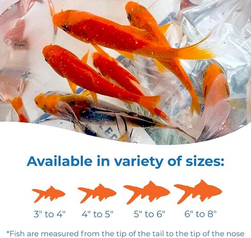 Toledo Goldfish Live Shubunkin و Comet Goldfish Combo ، الأسماك الحية مع مجموعة متنوعة من الألوان والأنماط - مثالية للبرك والخزانات وأحواض السمك - 3-4 بوصات ، 3 من كل ، 6 عدد إجمالي in Kuwait