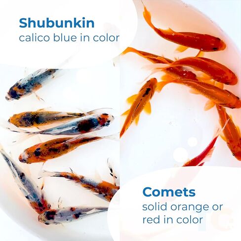 Toledo Goldfish Live Shubunkin و Comet Goldfish Combo ، الأسماك الحية مع مجموعة متنوعة من الألوان والأنماط - مثالية للبرك والخزانات وأحواض السمك - 3-4 بوصات ، 3 من كل ، 6 عدد إجمالي in Kuwait