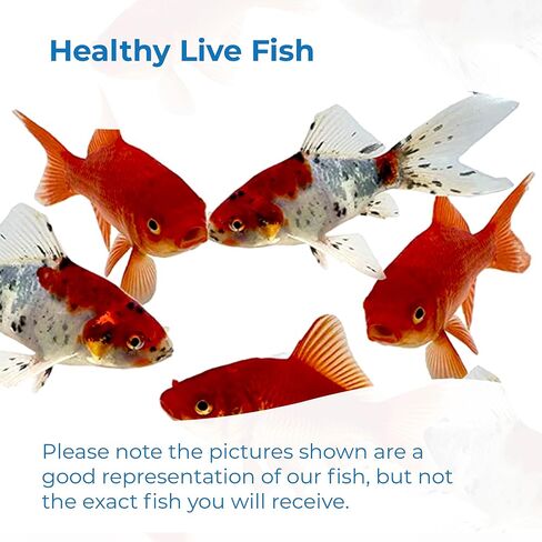Toledo Goldfish Live Shubunkin و Comet Goldfish Combo ، الأسماك الحية مع مجموعة متنوعة من الألوان والأنماط - مثالية للبرك والخزانات وأحواض السمك - 3-4 بوصات ، 3 من كل ، 6 عدد إجمالي in Kuwait