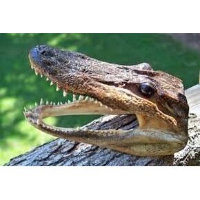 Gator Head 5-6 Inch Real Alligator Head By Hinterland Trading