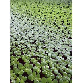 Giant Duckweed, Live Aquarium Floating Plant, Spirodela polyrhiza, 50+ Plants - Buy2Get1