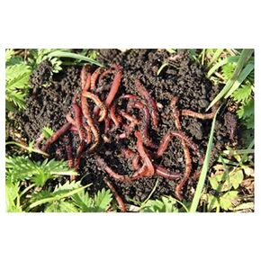 Red Wigglers Live Worms - 100+ Red Worms for Composting Bins, Garden - Free Care & Maintenance Sheet! Red Composting Earthworms - Add to Worm Farm for Kids! Worm Castings Bedding