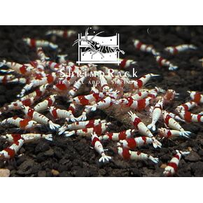 10 Crystal Red Shrimp CRS Grade S-SSS Live Freshwater Aquarium Shrimps 1/4 to 1/2 inch Long.