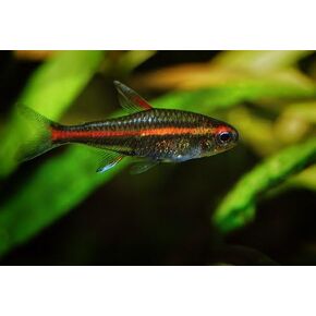 Live Freshwater Aquarium Fish - (6) 1 "Fire Neon Tetras - 6 Pack of Fire Neons (Glo -Lites) الأسماك الاستوائية الحية - رائعة لأحواض السمك - تملأ خزان السمك الخاص بك!