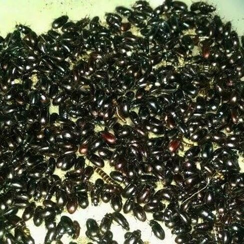 D&C Farms البرمائيات Black Buffalo Beetle (100 CT Beetle) in Saudi Arabia