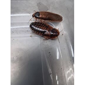 Dubia Roach Starter Colony, 50 Females, 20 Males, 100 Small: Feeder Insects For Reptile, Amphibian, Bird, Insectivorous Pet Owners
