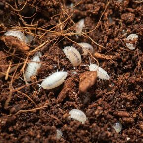 isopods White Dwarf (Qty-25) ، تنظيف نشط حيويًا ، حزمة طعام الزواحف الزواحف
