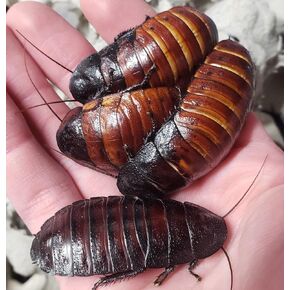 1 Live Adult Male Madagascar Hissing Cockroach - TheFrogHouse Brand - Gromphadorhina portentosa