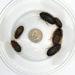100 Large Dubia Roaches (3/4-1 1/2 Inches Length) Reptile Food Live Arrival - Hot/Cold Pack Included If Needed