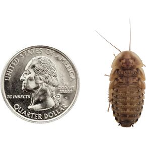50 Large Dubia Roaches | Live Arrival is Guaranteed