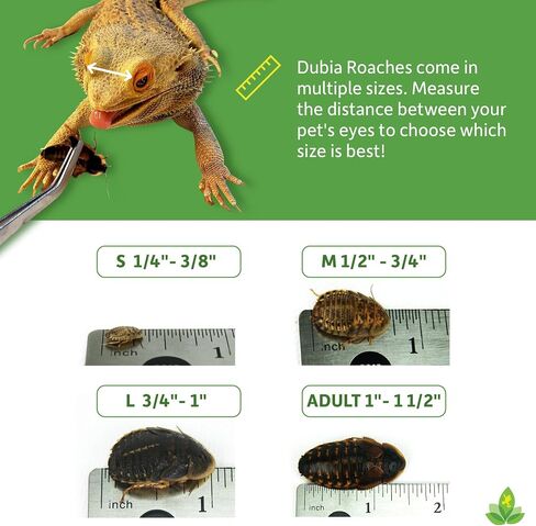 Josh's Frogs 3/4" - 1" Large Dubia Roaches (100 Count) in Saudi Arabia