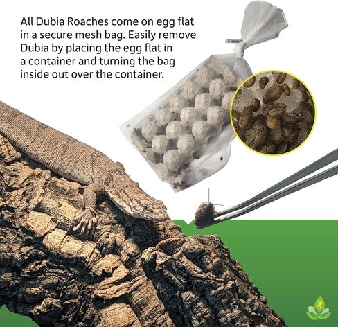 Josh's Frogs 3/4" - 1" Large Dubia Roaches (100 Count) in Saudi Arabia