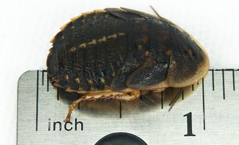 Josh's Frogs 3/4" - 1" Large Dubia Roaches (100 Count) in Saudi Arabia