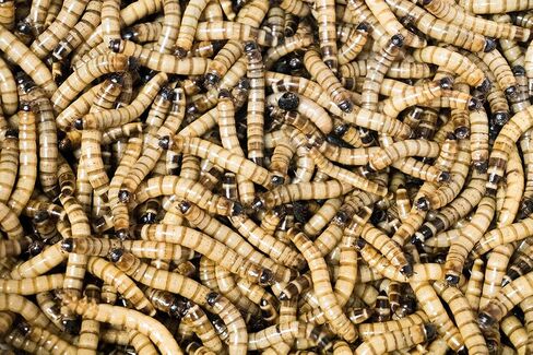 Josh's Frogs Superworms (150 Count) in Saudi Arabia