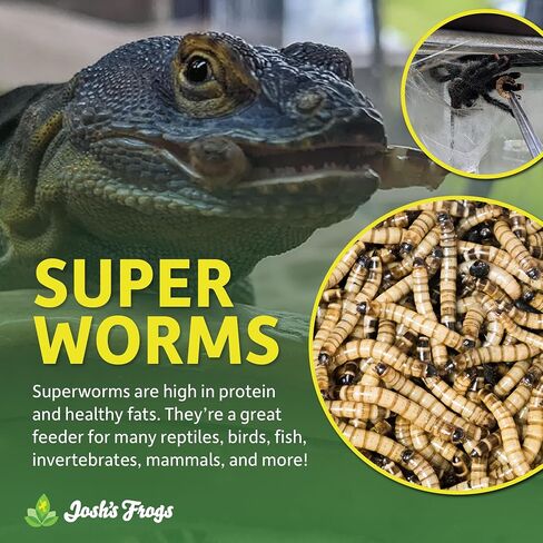 Josh's Frogs Superworms (150 Count) in Saudi Arabia