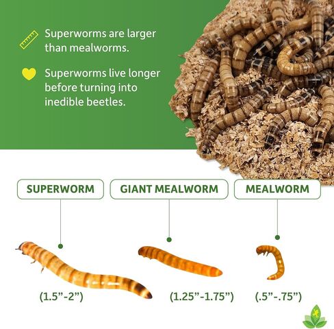 Josh's Frogs Superworms (150 Count) in Saudi Arabia