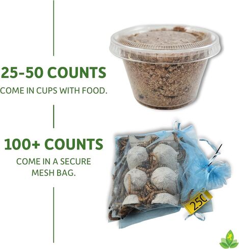 Josh's Frogs Superworms (150 Count) in Saudi Arabia
