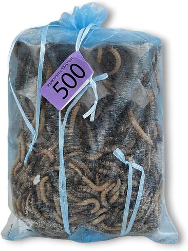 Josh's Frogs Superworms (150 Count) in Saudi Arabia