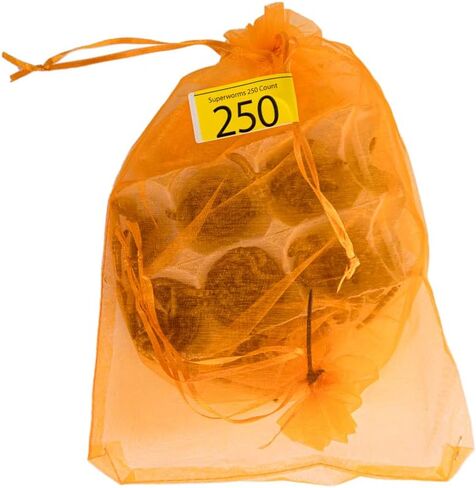 Josh's Frogs Superworms (150 Count) in Saudi Arabia