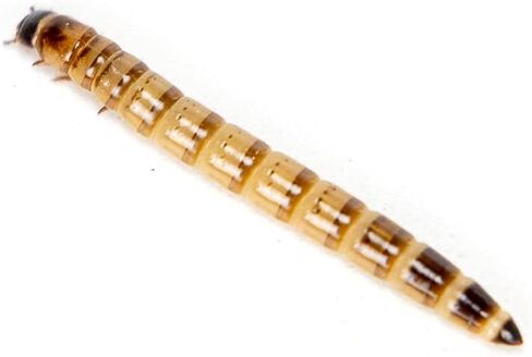Josh's Frogs Superworms (150 Count) in Saudi Arabia