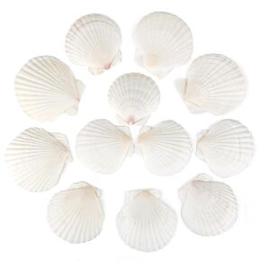 12PCS Natural Scallop Shells White Sea Shells for Decorating from Sea Beach Real Seashells for DIY Craft Painting Ocean Themed Party Wedding 2''-3''