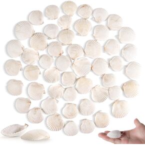 PPCLION 70pcs 2 inch White Small Scallop Shell for DIY Crafts Decor Small Seashells for Home Decorations, Beach Themed Party, Fishtank, Vase Fillers