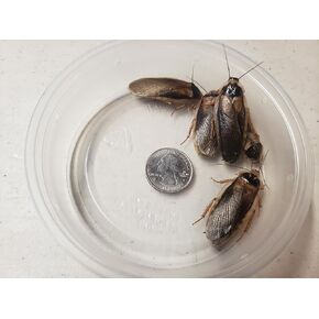 The Frog House 50+ XL Male Dubia Roaches - 1.5" - Blaptica dubia