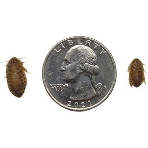 Dubia Roaches 1000 Small