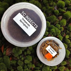 50 Powder Orange Isopods | 8oz Coco Temperate Springtails | Live Arrival Nationwide!