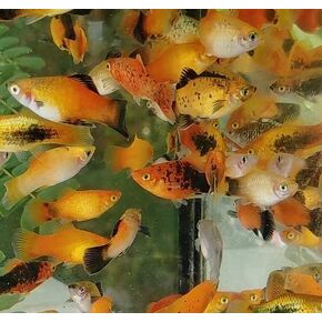 5 Assorted Platy- Live Tropical Fish
