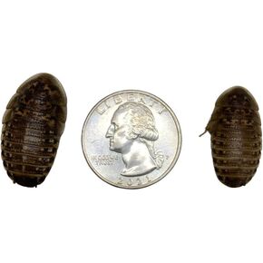 Dubia Roaches 200 Large Cupped