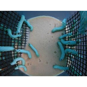 Hornworms (12 Count)