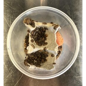 Dubia Roaches Live Feeder Insects Small (1/4"-3/8"), 200, Count