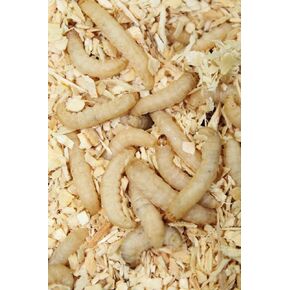 Live Waxworms 250 Count