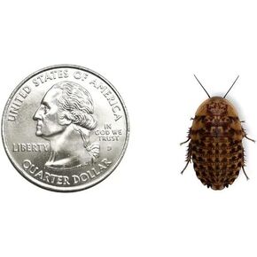 25 Large 3/4" 1" Discoid Roaches Live, Feeder Insect for Reptiles & Amphibians, NutrientRich Roach Bug, Manageable Size, Easy Care, Hardy Nature and No Odors
