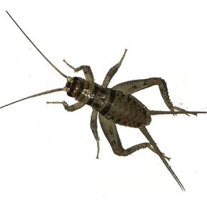 Live Live Carge Banded Crickets (حزمة من 1000)