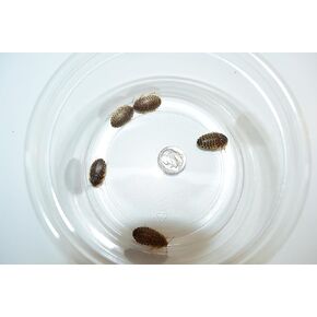 150 Medium (~1/2 in) Dubia Roaches for Reptiles. Amphibians, Arachnids