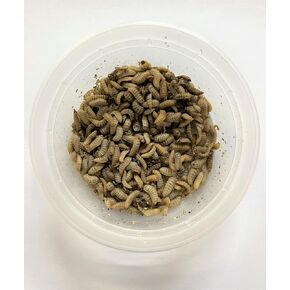 Black Soldier Fly Larvae (Large, 250, Count)