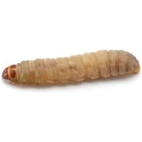 100 Live Waxworms Worms, HighProtein Wax Worms, Ideal for Pets, Reptiles, Amphibians, Birds and Fishing