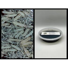 Live Springtails, Clay Culture (16 oz,) for Amphibian/Reptile/Invertebrate Bioactive Habitats, by Critters Direct