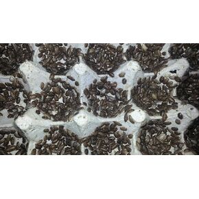 Live Dubia Roaches for Feeding Reptiles (200, Medium 3/4")