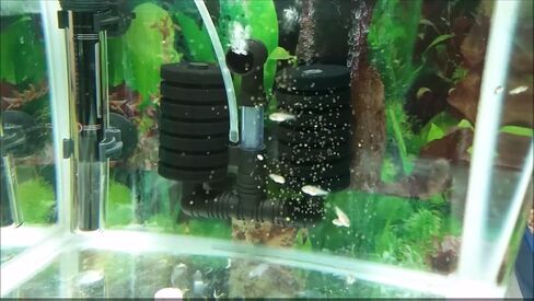 Decapsulated (Shell Removed) Brine Shrimp Eggs, Straight to Feeding, No Hatching for Corals, Fry, Babies All Small Tropical Fish in Saudi Arabia