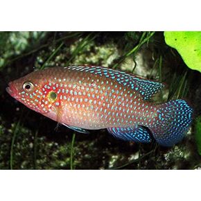 Quinn's Fins- Jewel Cichlid- Hemichromis bimaculatus- Live Aquarium Fish (Large 3"+)