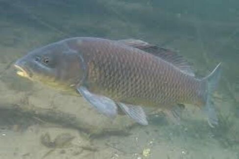 America's Best Koi Food Large Floating Pond Pellets for Koi and Pond Fish 32% Premium Protein 40 lb Bag in Saudi Arabia
