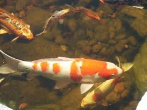 America's Best Koi Food Large Floating Pond Pellets for Koi and Pond Fish 32% Premium Protein 40 lb Bag in Saudi Arabia