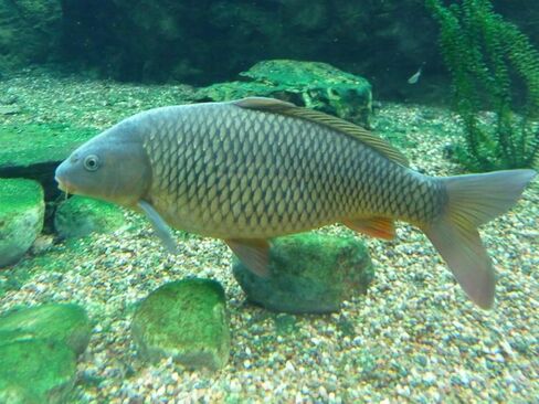America's Best Koi Food Large Floating Pond Pellets for Koi and Pond Fish 32% Premium Protein 40 lb Bag in Saudi Arabia